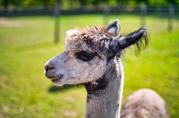 Obraz premium A close up of a alpaca standing on top of a lush green field.