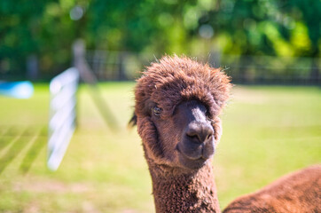 A close up of a alpaca standing on top of a lush green field.