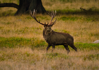 Majestic stag