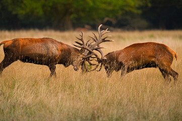 Stags fighting during the rut