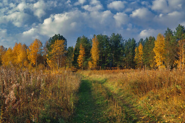 Autumn landscape dirt road in the field against the background of a forest with yellow foliage, blue sky and white clouds.
