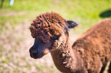 A close up of a alpaca standing on top of a lush green field.