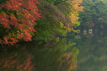 紅葉