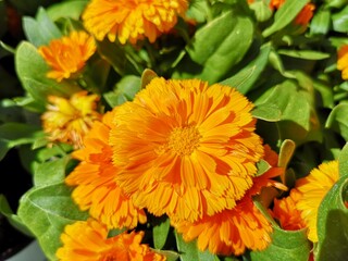 Flor de caléndula naranja brillante  entre hojas verdes
