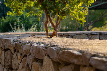 Hoja Sobre Muro a Color