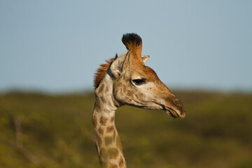 Obraz premium Funny Headshot of a Giraffe