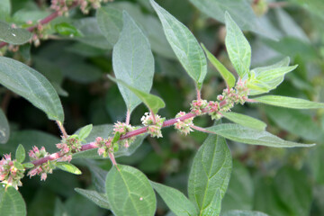 Mauer-Glaskraut (Parietaria judaica), blühend