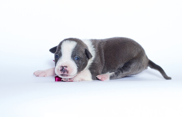 Newborn puppy Stafforshire Terrier and burgundy ribbon
