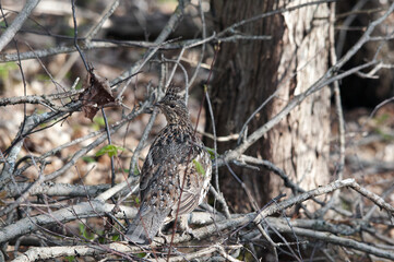 Partridge Stock Photos.   close-up profile view walking in the forest in the autumn season displaying brown feathers plumage in its environment and habitat. Image. Picture. Portrait.