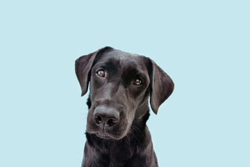 Portrait black labrador dog tilting head side. Isolated on blue background.