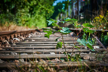 Seldom used, weathered railway line that is gradually overgrown by plants. The focus lies on the plant in foreground.