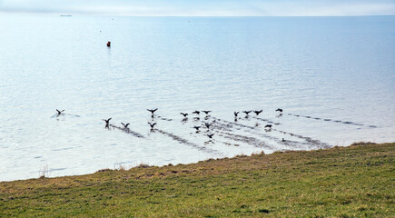 Flock of birds landing on Ijsselmeer