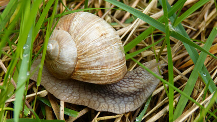 Schnecke