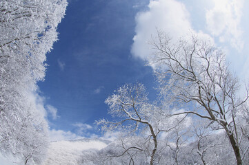 霧氷