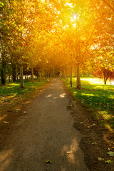 path of a park to walk autumn dawn