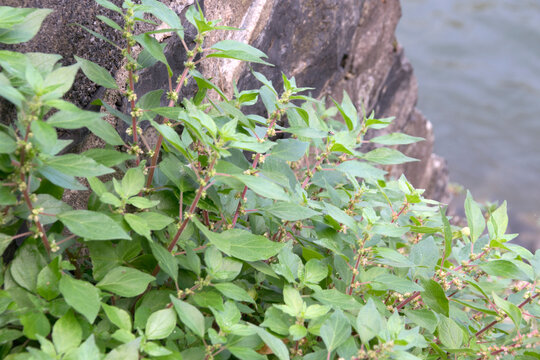 Mauer-Glaskraut (Parietaria judaica), bl&uuml;hend