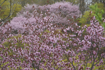 Obraz premium 山桜