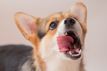 Corgi pembroke dog licking his nose closeup portrait on light grey background