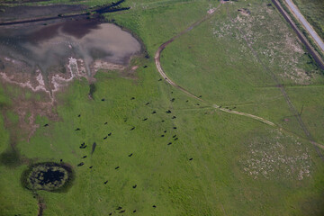 Roaming Farm animals