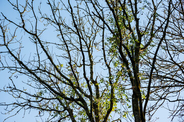Soft backlit view as afternoon sun shines through branches and trunks