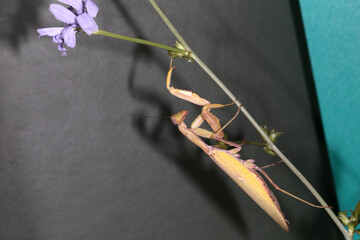 Mantis sits on a chicory branch against the background of its own shadow ...