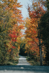 fall dirt road with orange, yellow, and red trees