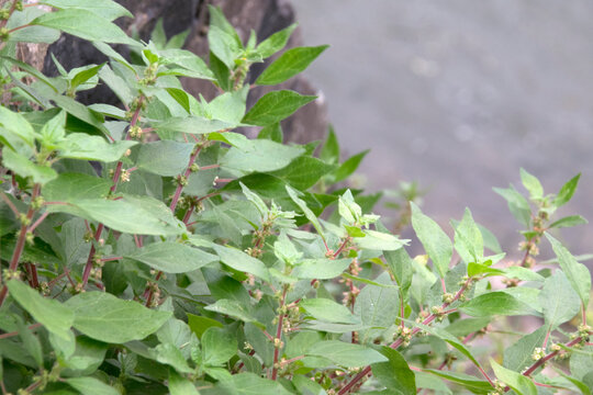 Mauer-Glaskraut (Parietaria judaica), bl&uuml;hend