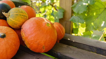 Assorted pumpkins and squashes on rustic wooden boards with an shinning autumn backdrop