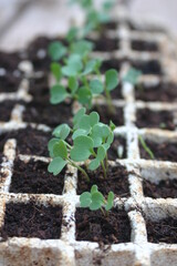 green fresh rocket seedling