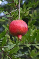 pomegranate on tree