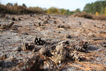 Schöner Herbstboden