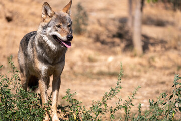 Attica zoological park. European Grey Wolf. Canis Lupus.