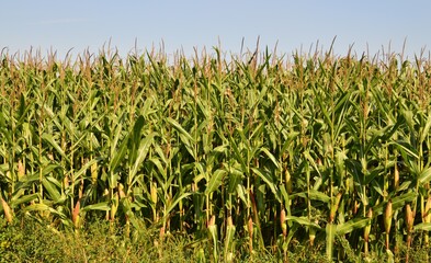 ein Maisfeld im Spätsommer