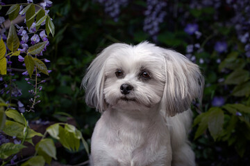 Lhasa Apso in garden with Wisteria flowers