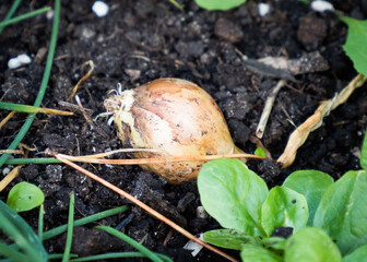 Close up of an onion still in the soil of a raised garden bed