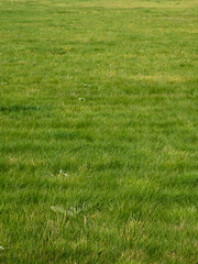 Background texture of a green grass meadow