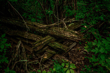 wooden fence in the forest