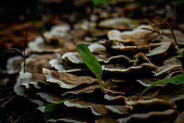 mushroom