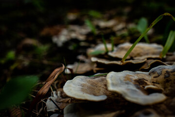mushroom
