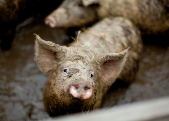 pig with fur in the mud. farm