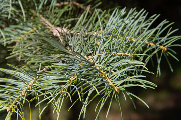 Naklejka na ściany i meble coniferous plant fir close up