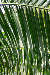 natural background of palm leaves close-up