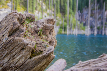 Brown logs in front of the beautiful scenery depicting dried trunks of Picea schrenkiana pointing out of turquoise water in Kaindy lake, Kazakhstan, Central Asia