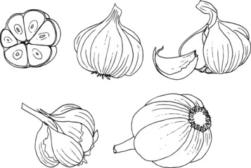Garlic, a linear black-and-white drawing.Seasoning, spicy.Coloring,graphics, freehand drawing. 