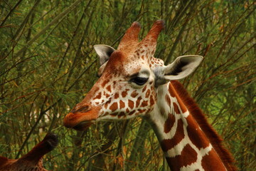 Giraffenkop