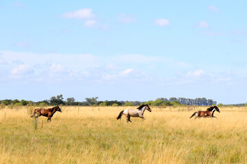 herd of wildebeest in the savannah