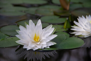 water Lily plant flower close up