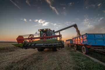 Pouring soy bean grain