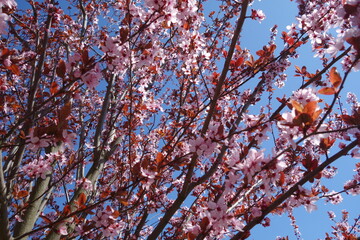 blossom in spring
pink flowers