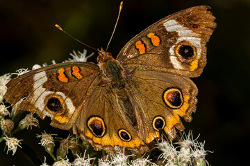 Fototapeta premium close up macro lens image of a common buckeye butterfly (junonia coenia) on common boneset wild flowers. This is a brown butterfly with velvety wings that have prominent eye shapes. It is migratory.